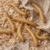 Picture of 500 Live Mealworms - Medium - Grown Organic in Florida