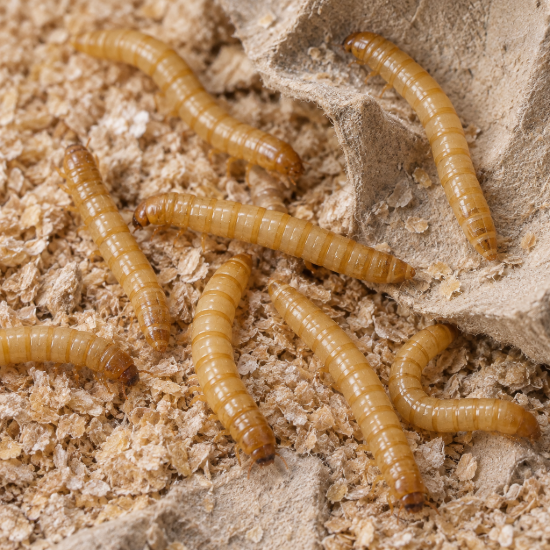 Picture of 2000 Live Mealworms - LARGE - Grown Organic in Florida