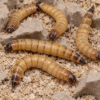 Picture of 500 Live Superworms - Large - Grown Organic in Florida