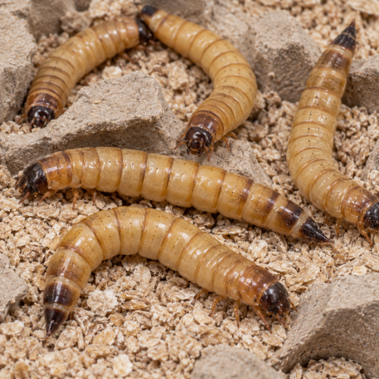 Picture of 200 Live Superworms - Large - Grown Organic in Florida